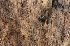 Sarconesia chlorogaster
