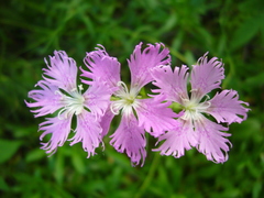 Dianthus × courtoisii
