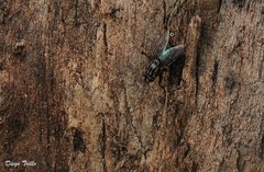 Sarconesia chlorogaster