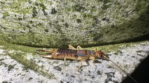 Shore Earwig