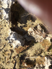 Brachidontes exustus