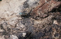 Sarconesia chlorogaster