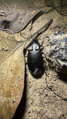 Diplocheila zeelandica