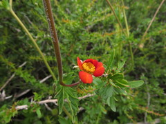 Geum quellyon