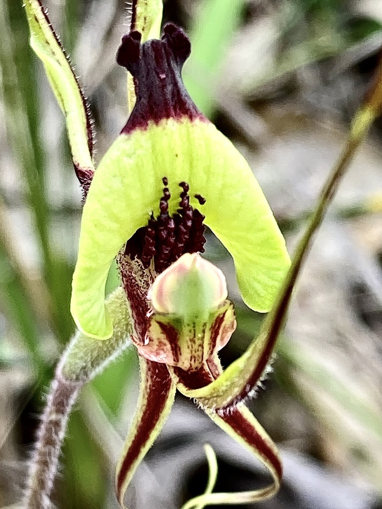 Caladenia integra