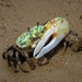 Long-fingered Fiddler Crab - Photo (c) Diogo Silva, some rights reserved (CC BY-NC), uploaded by Diogo Silva
