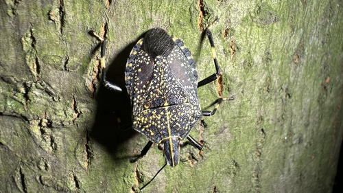 Yellow-spotted Stink Bug