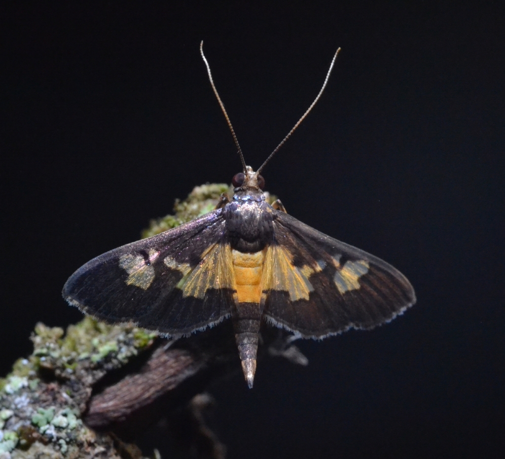 Salbia zena