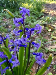 Hyacinthus orientalis