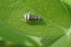 Colladonus montanus reductus