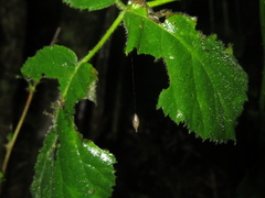 Meteorus pulchricornis