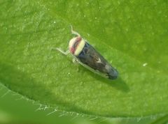 Colladonus montanus reductus