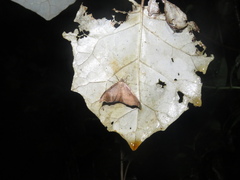Sarisa muriferata