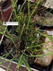 Equisetum scirpoides