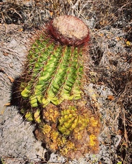 Melocactus intortus