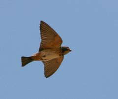 South African Cliff Swallow photo 2