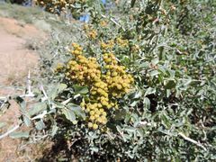 Ceanothus cordulatus