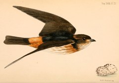 South African Cliff Swallow photo 3