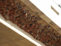 South African Cliff Swallow photo 4