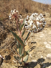 Asclepias glaucescens