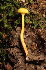 Hygrocybe parvula