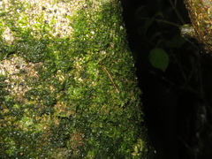 Ploiaria antipodum