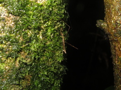 Ploiaria antipodum