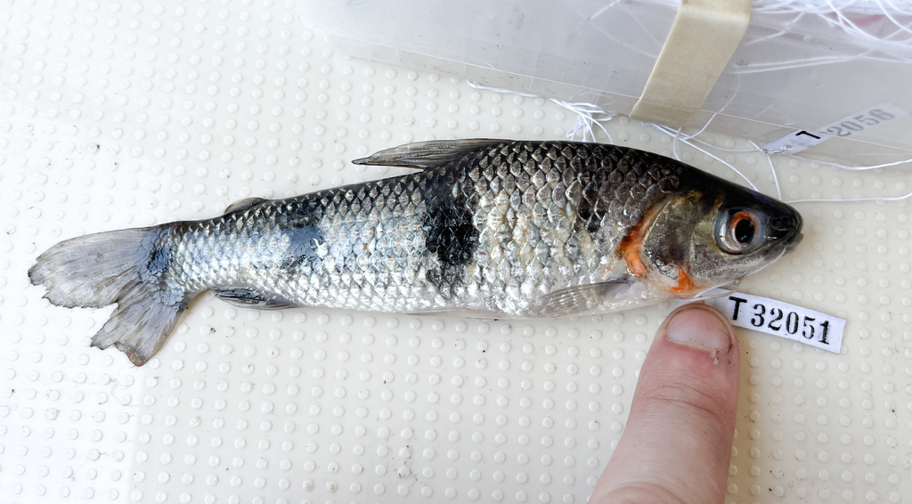Leporinus parae