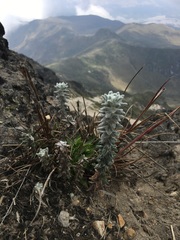 Lasiocephalus ovatus