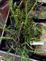 Equisetum scirpoides