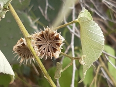 Duges' Indian Mallow (Abutilon dugesii)