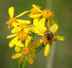 Senecio ampullaceus