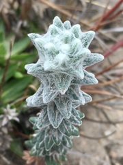 Lasiocephalus ovatus