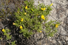 Argyrolobium pachyphyllum