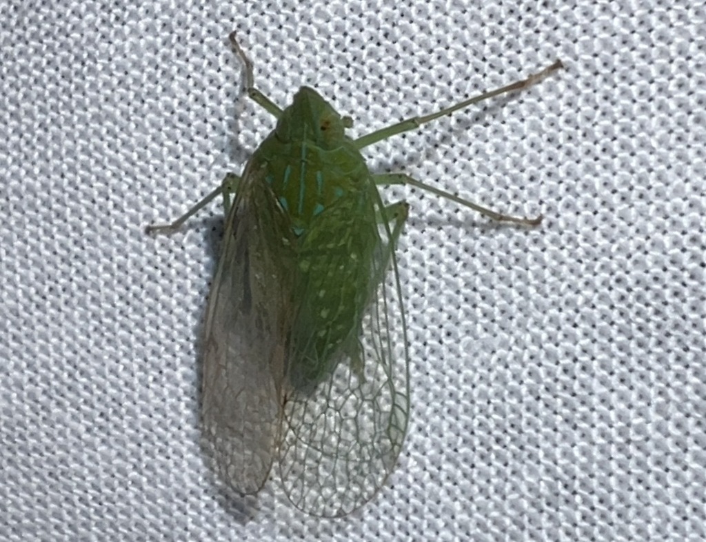 Pseudophanella crantor