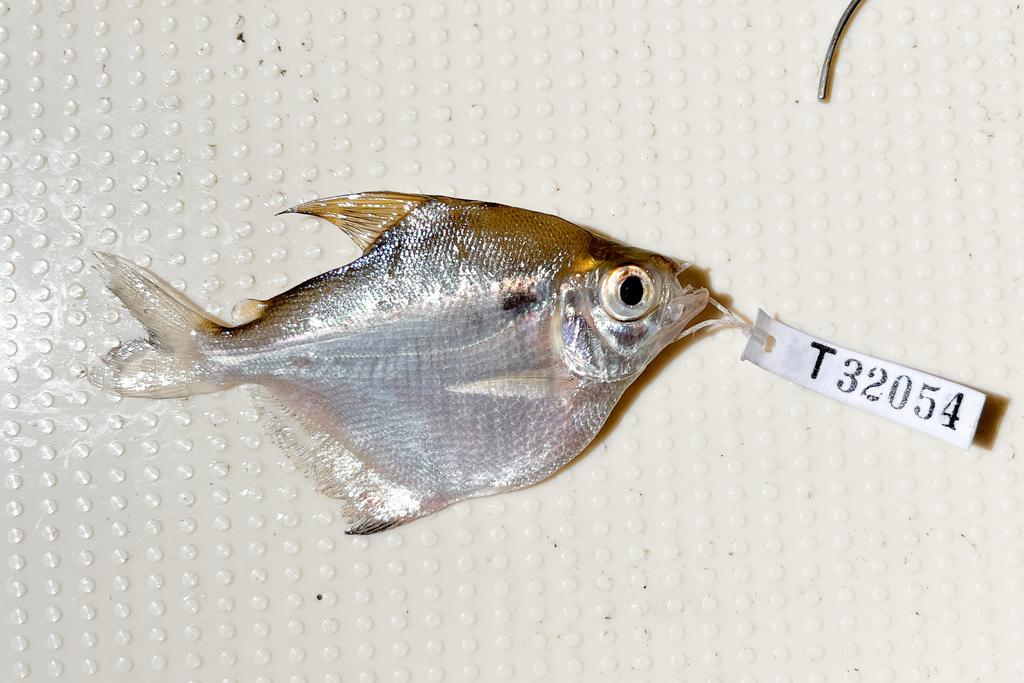 Redeye silver characin (Stethaprion erythrops) — Characidae