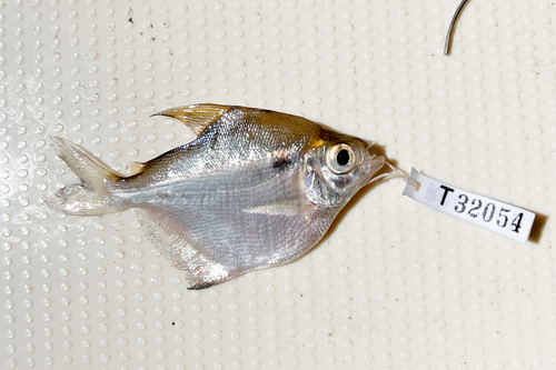 Redeye silver characin (Stethaprion erythrops) — Characidae