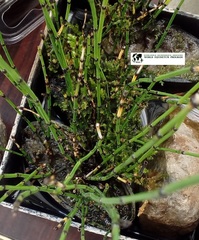 Equisetum scirpoides