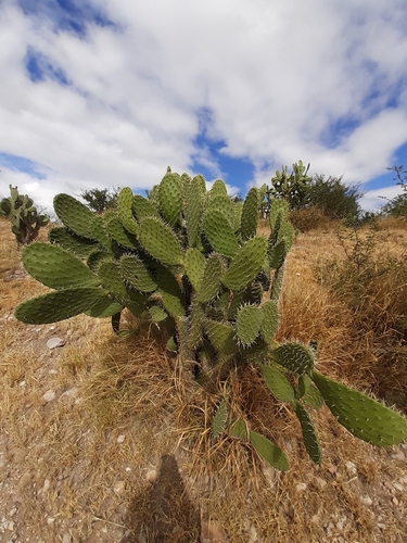 Image of Opuntia lasiacantha by (c) Aarón Misael Carpio Dávila, some rights reserved (CC BY)