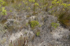 Argyrolobium pachyphyllum