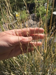 Hilaria rigida