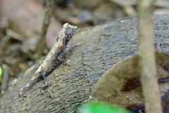 Brookesia stumpffi