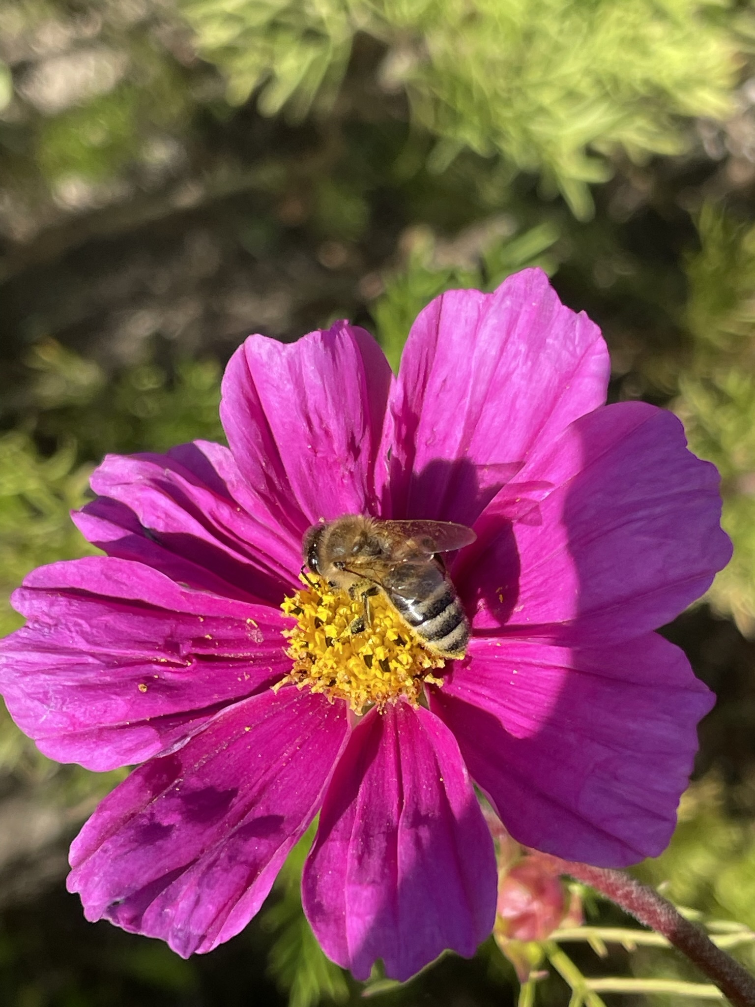 Western honey bee on a pink and yellow flower