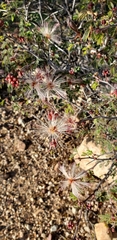 Calliandra eriophylla