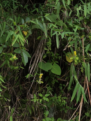 Image of Crotalaria albida by (c) Yu-Chang Chen, some rights reserved (CC BY)