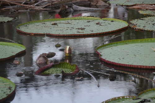 Image of Victoria amazonica by (c) Samuel Calderón Zárate, some rights reserved (CC BY-SA)