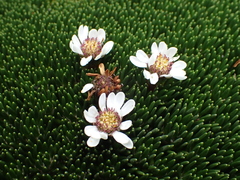 Werneria humilis