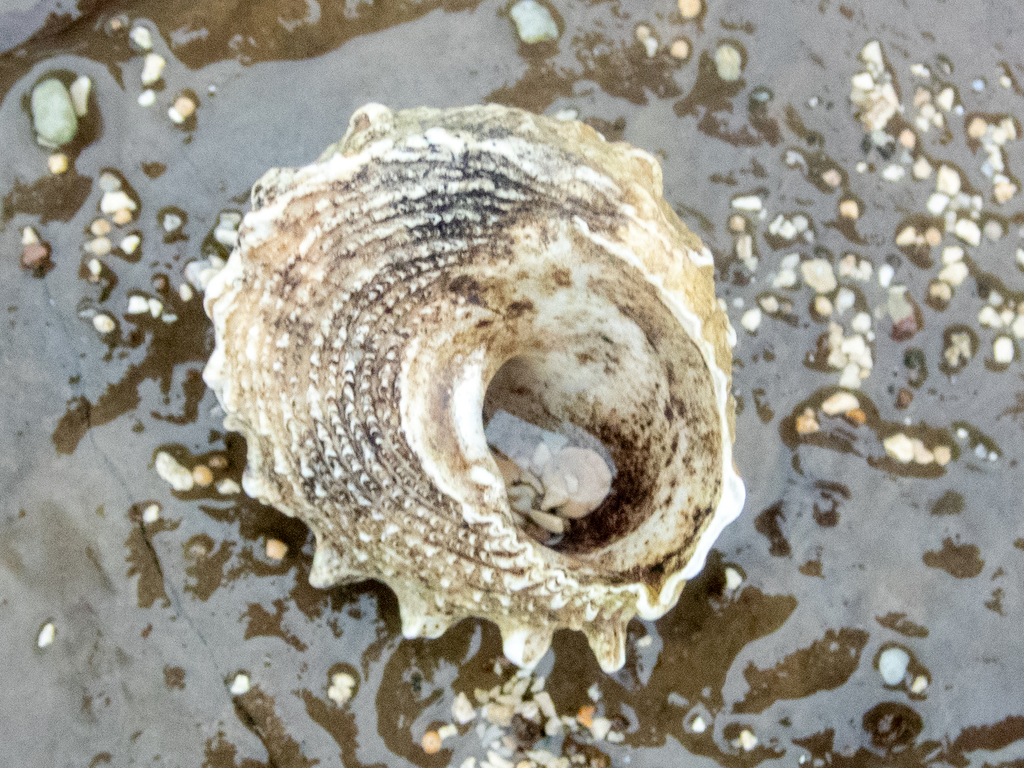 Astralium confragosum