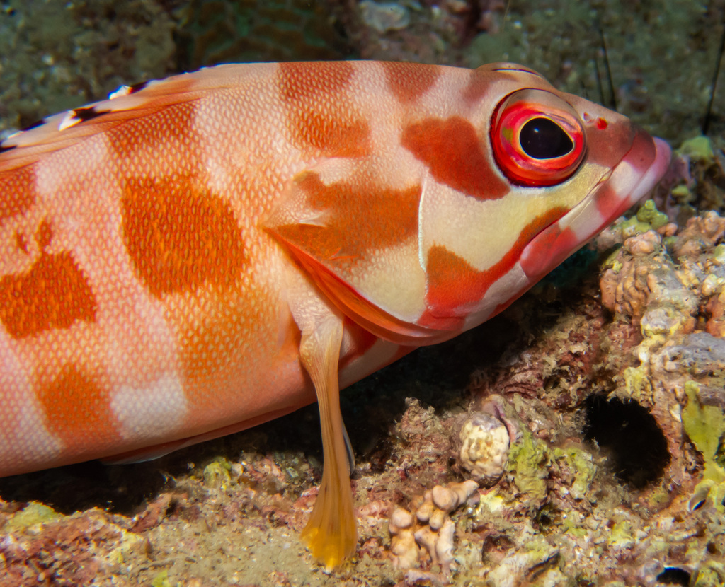 Blacktip grouper