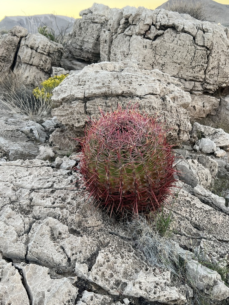 California Barrel Cactus from S Las Vegas Blvd, Henderson, NV, US on